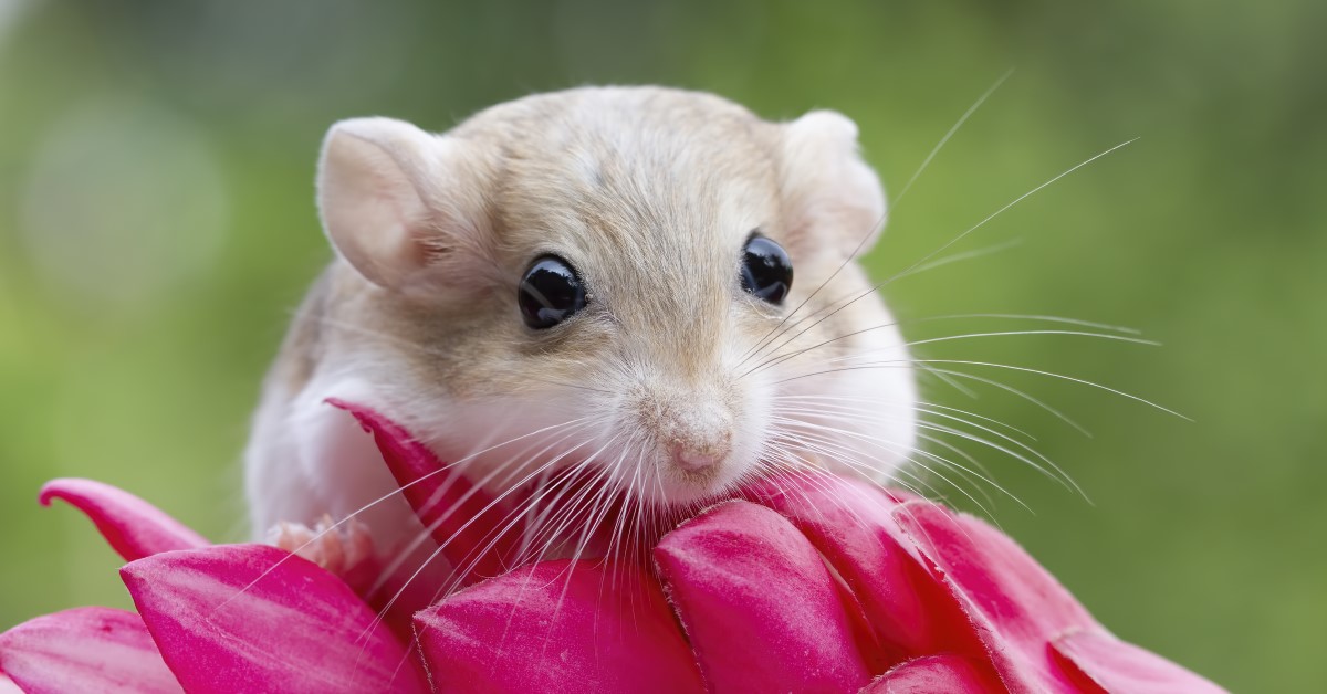 Signs of Dominance in Gerbils